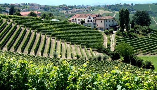 Piemonte Italy Vinyard and Village